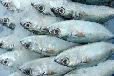 frozen-indian-mackerel-fish-564966