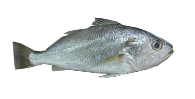 SILVER CROAKER – Sea Best